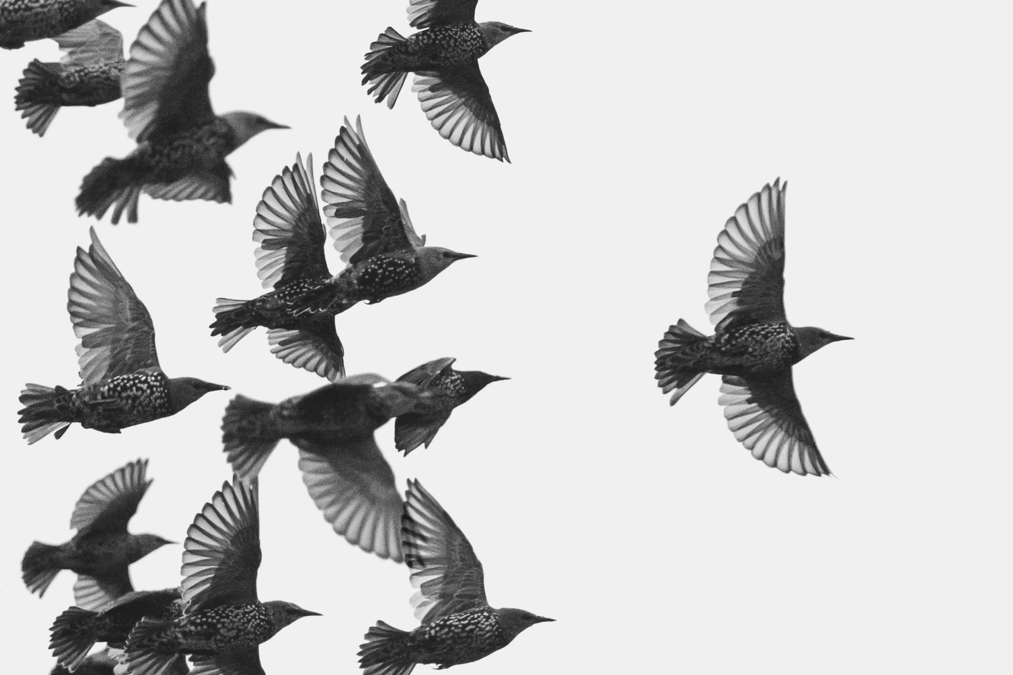 JOERUSH Over Ons Spreeuwen Winkel